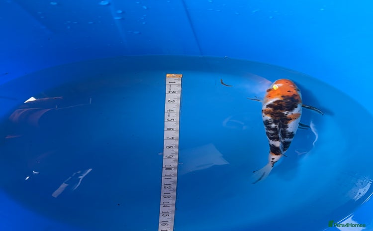 Koi Carp fish - Advert 1
