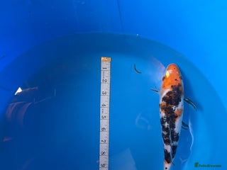 Koi Carp fish - Advert 21