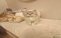 Ragdoll cats for sale: Mink ragdoll babies  - Image 13