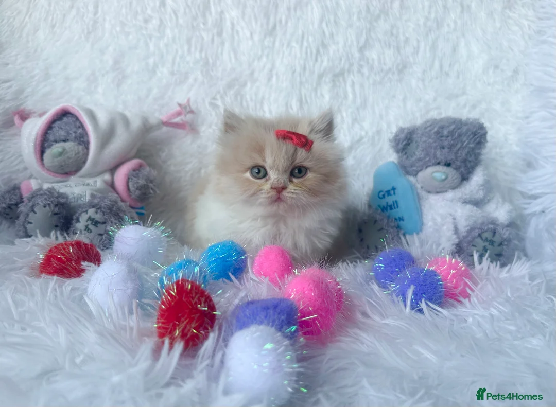 British Shorthair cats for sale: ⭐️ British Shorthair & Longhaired Kittens⭐️  - Advert 8