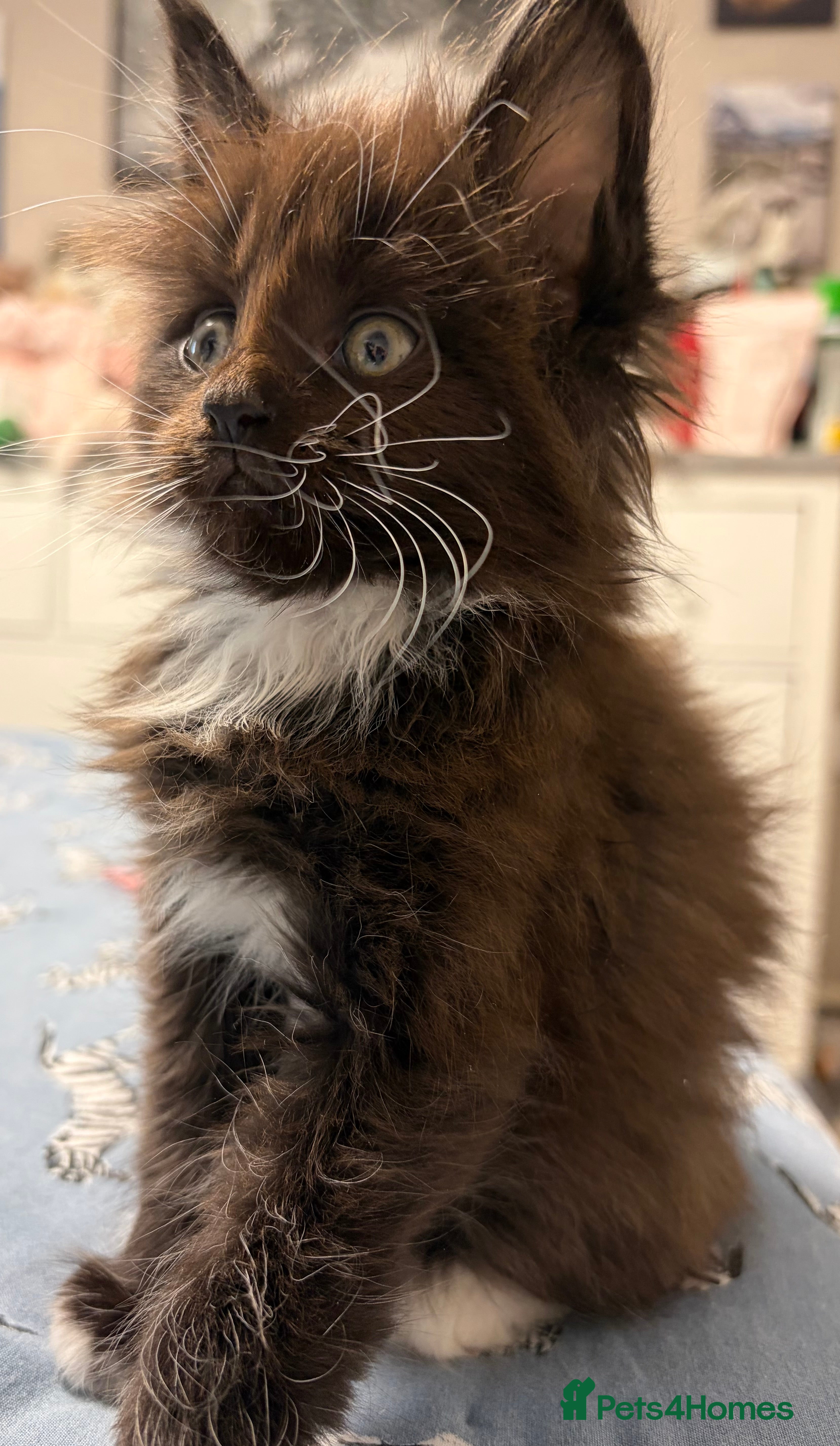 Maine Coon cats XL Champion Russian line full Maine coon kittens - Advert 11