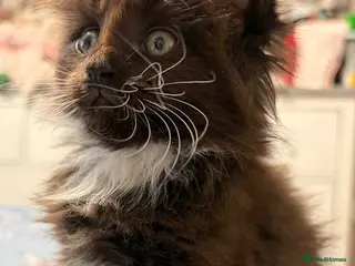 Maine Coon cats XL Champion Russian line full Maine coon kittens - Advert 11