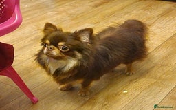 Chihuahua dogs for sale: Gorgeous Chocolate longcoat thailand import male  - Image 6