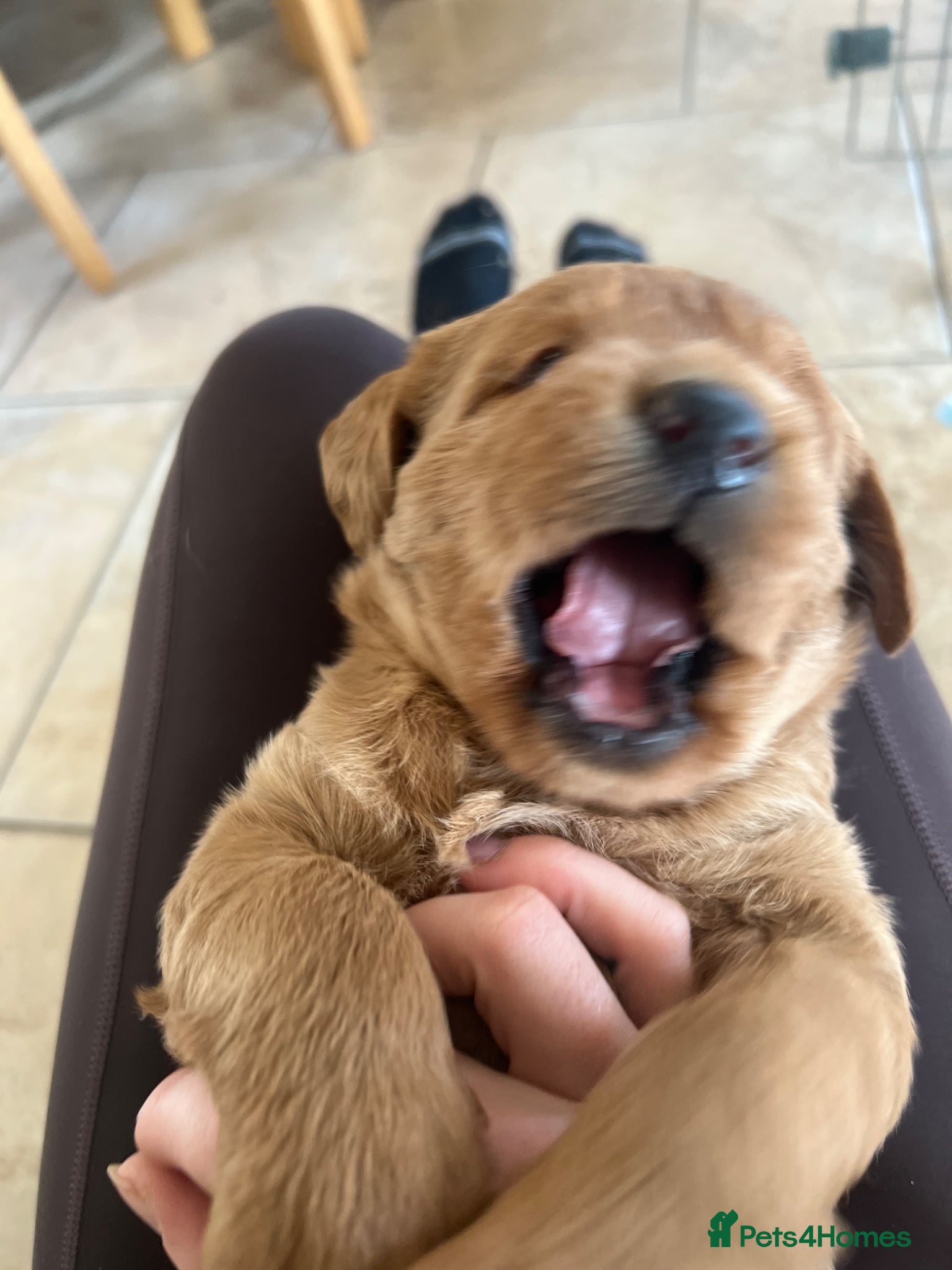 Labradoodle dogs Gorgeous Labradoodle Male Puppy - Advert 1