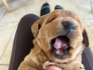 Labradoodle dogs Gorgeous Labradoodle Male Puppy - Advert 1