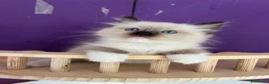 Ragdoll Kitten 6