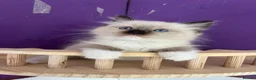 Ragdoll cats for sale: ❤️ Gorgeous ragdoll kittens ❤️ - Advert 4