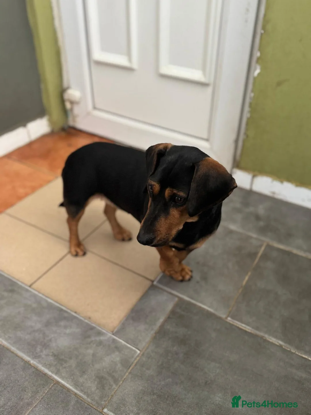 Mixed Breed dogs for adoption: SWEET Kitty Looking for LOVE - Advert 12