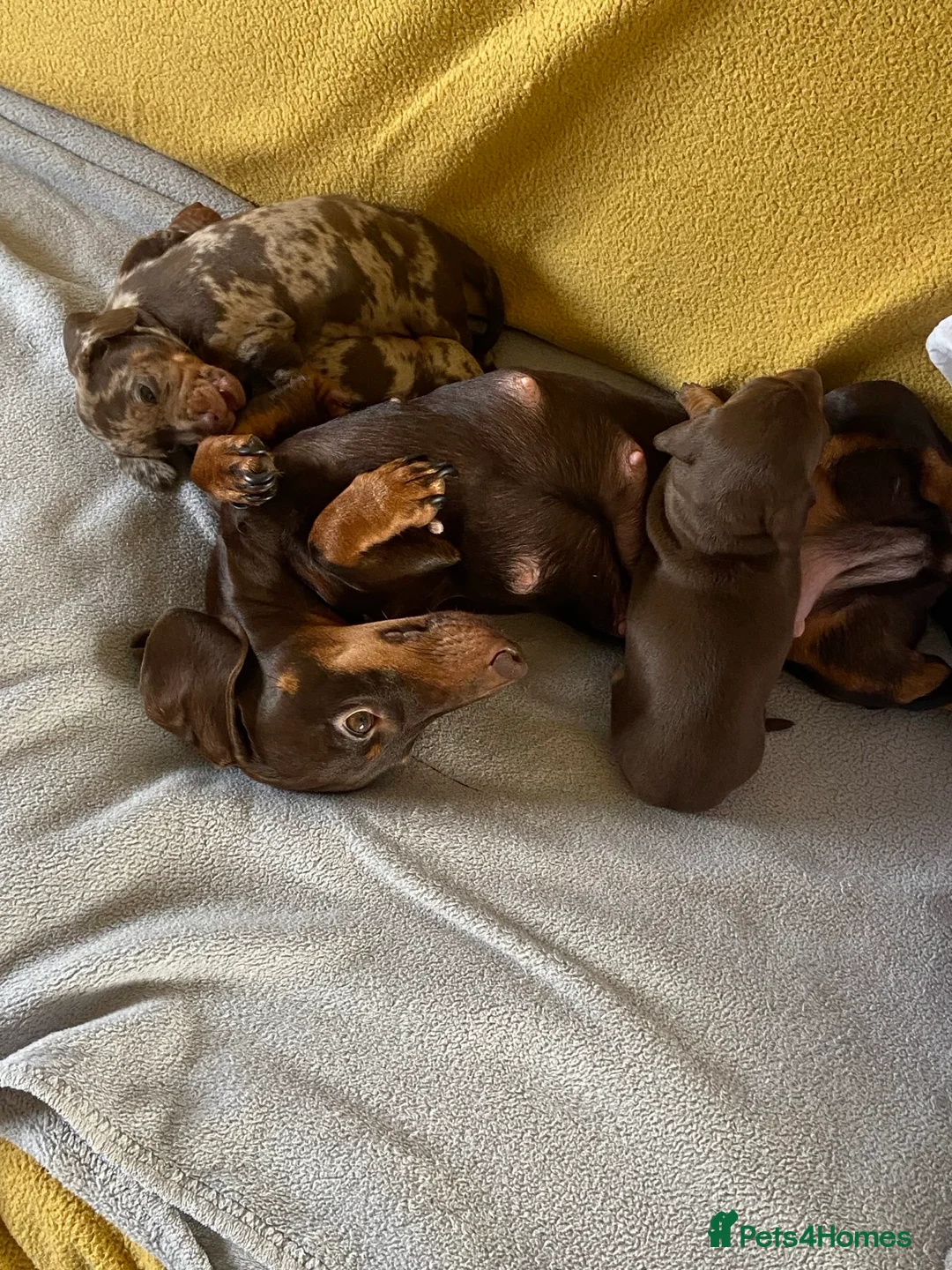 Miniature Dachshund dogs for sale: Puppy 2 - Napoleon in Montgomery - Advert 2