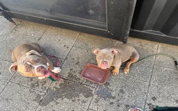 American Bully dogs for sale: Rambo American pocket bully 10 months  - Image 10