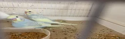 Budgerigars birds for sale: Budgies  - Advert 7