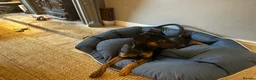 Mixed Breed dogs for sale: 5 month Doberman × Dutch Shepherd female available in Tetbury - Advert 5