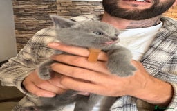 British Shorthair cats for sale: British Shorthair kittens  - Image 5