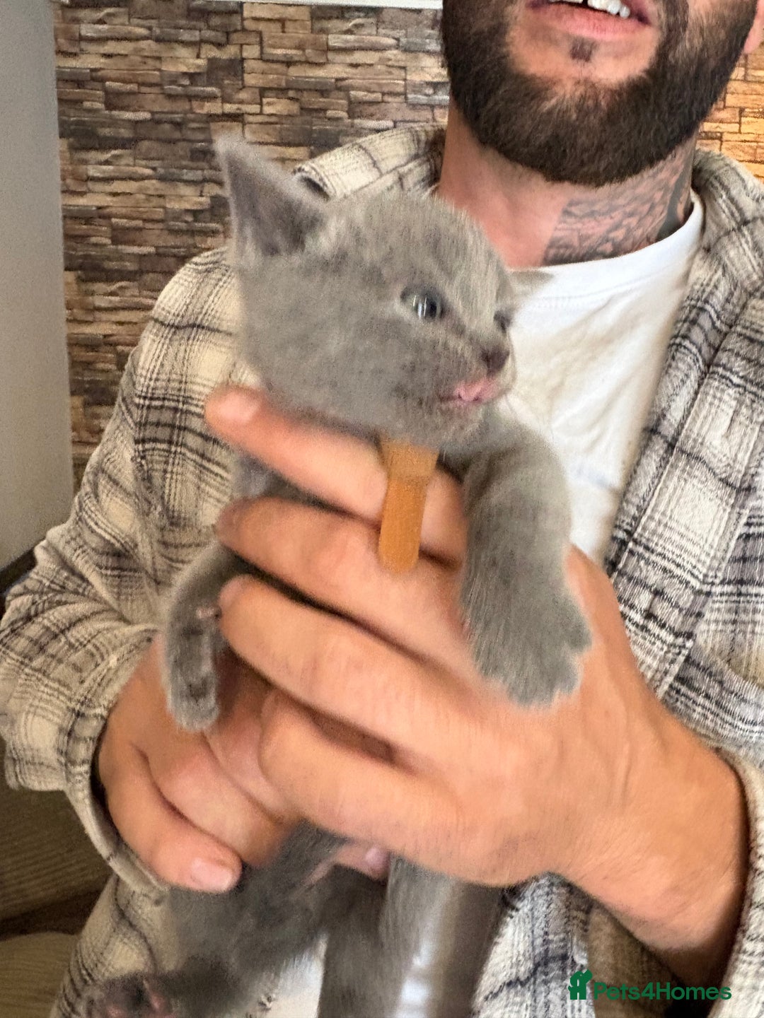 British Shorthair cats for sale: British Shorthair kittens  - Image 5