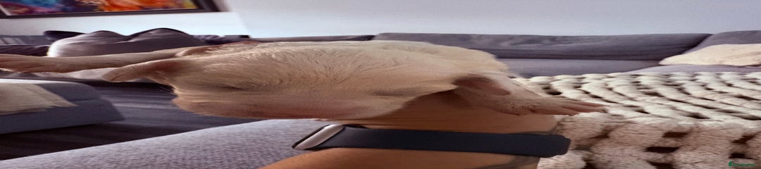 Sproodle Puppy 6