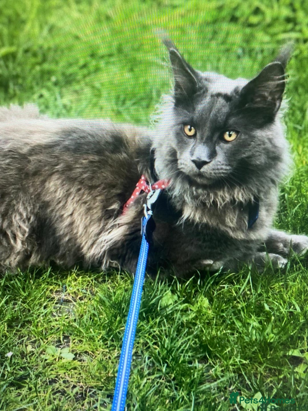 Maine Coon cats for sale: Maine Coon kittens - Advert 4