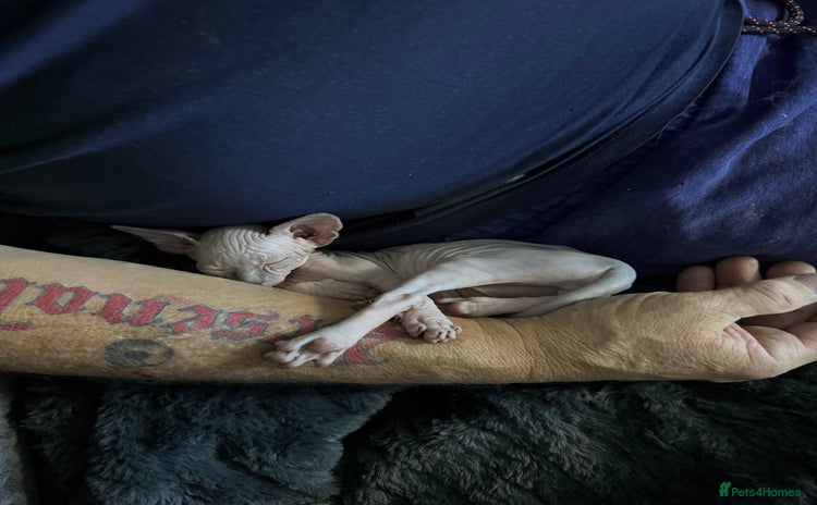 Sphynx cats Sphinx kittens for sale. Born 06/10/2025 - Advert 4