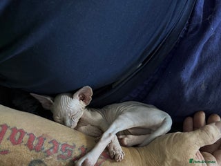 Sphynx cats Sphinx kittens for sale. Born 06/10/2025 - Advert 3