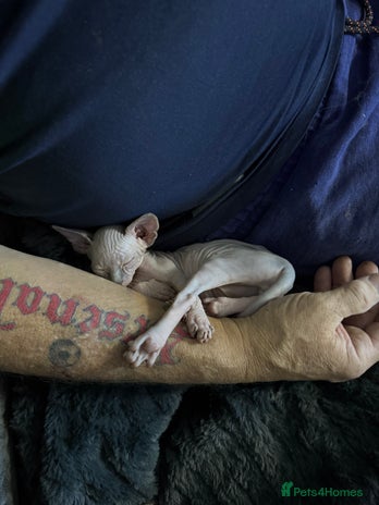 Sphynx cats Sphinx kittens for sale. Born 06/10/2025 - Advert 4