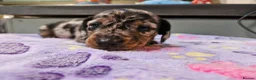 Miniature Dachshund dogs for sale: Stunning KC registered minature Dachshund - Advert 10