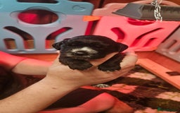 Cocker Spaniel dogs for sale: Beautiful cocker spaniel  - Image 10