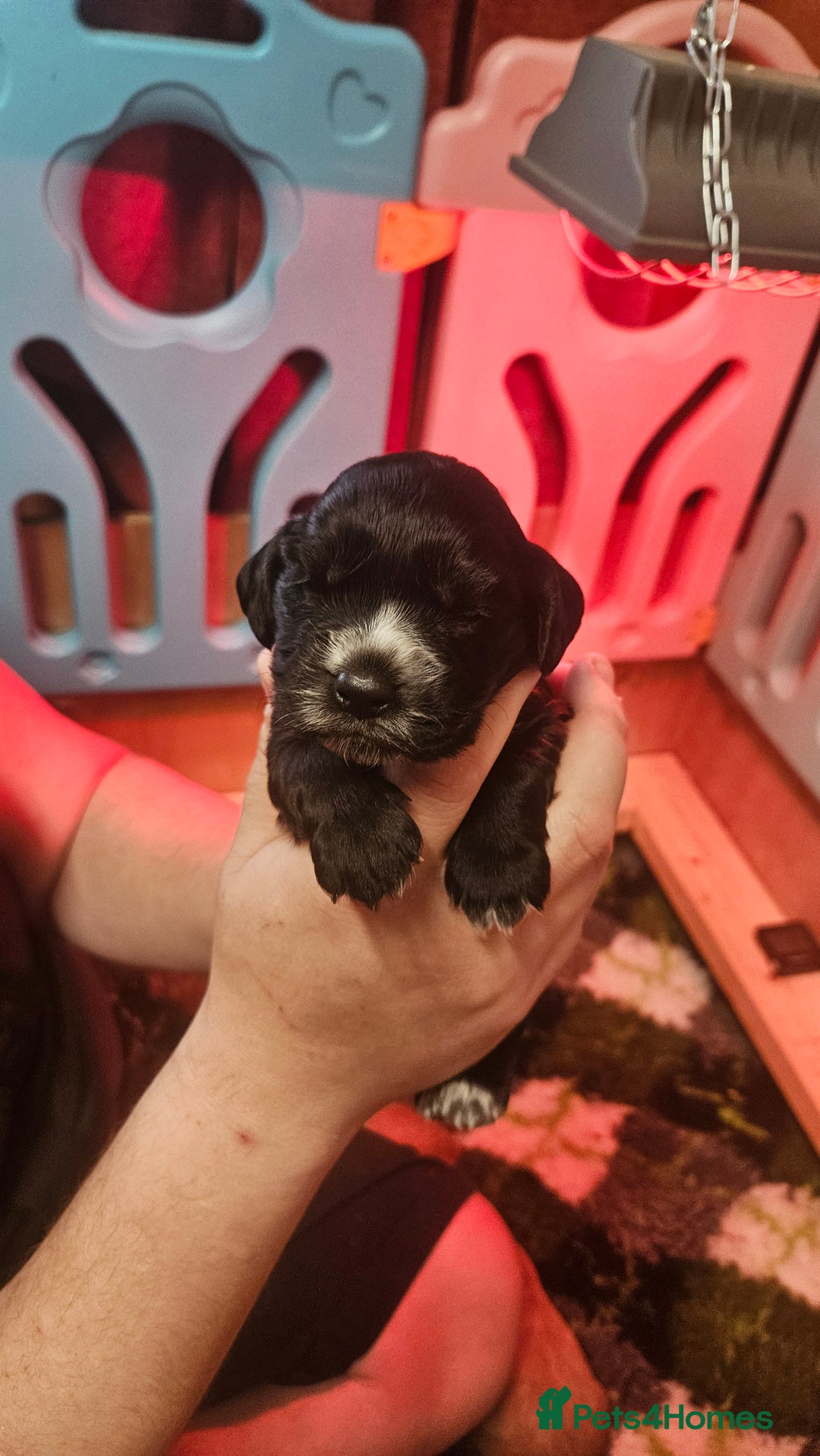 Cocker Spaniel dogs for sale: Beautiful cocker spaniel  - Image 10