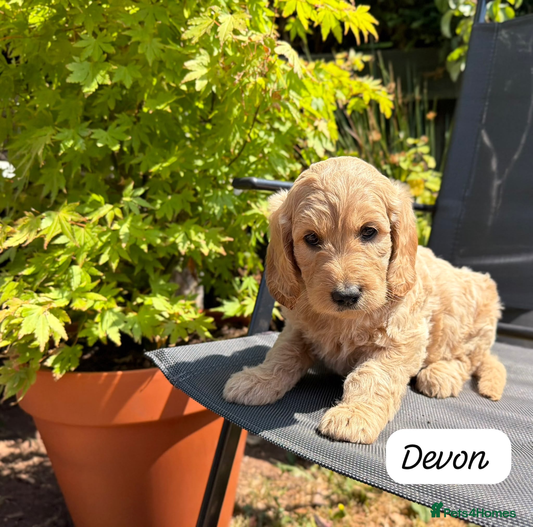 Goldendoodle dogs Beautiful Goldendoodle Puppies Available  - Advert 16