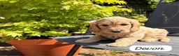 Goldendoodle dogs for sale: Beautiful Goldendoodle Puppies ready next week - Advert 14