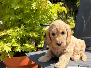 Goldendoodle dogs Beautiful Goldendoodle Puppies Available - Advert 16