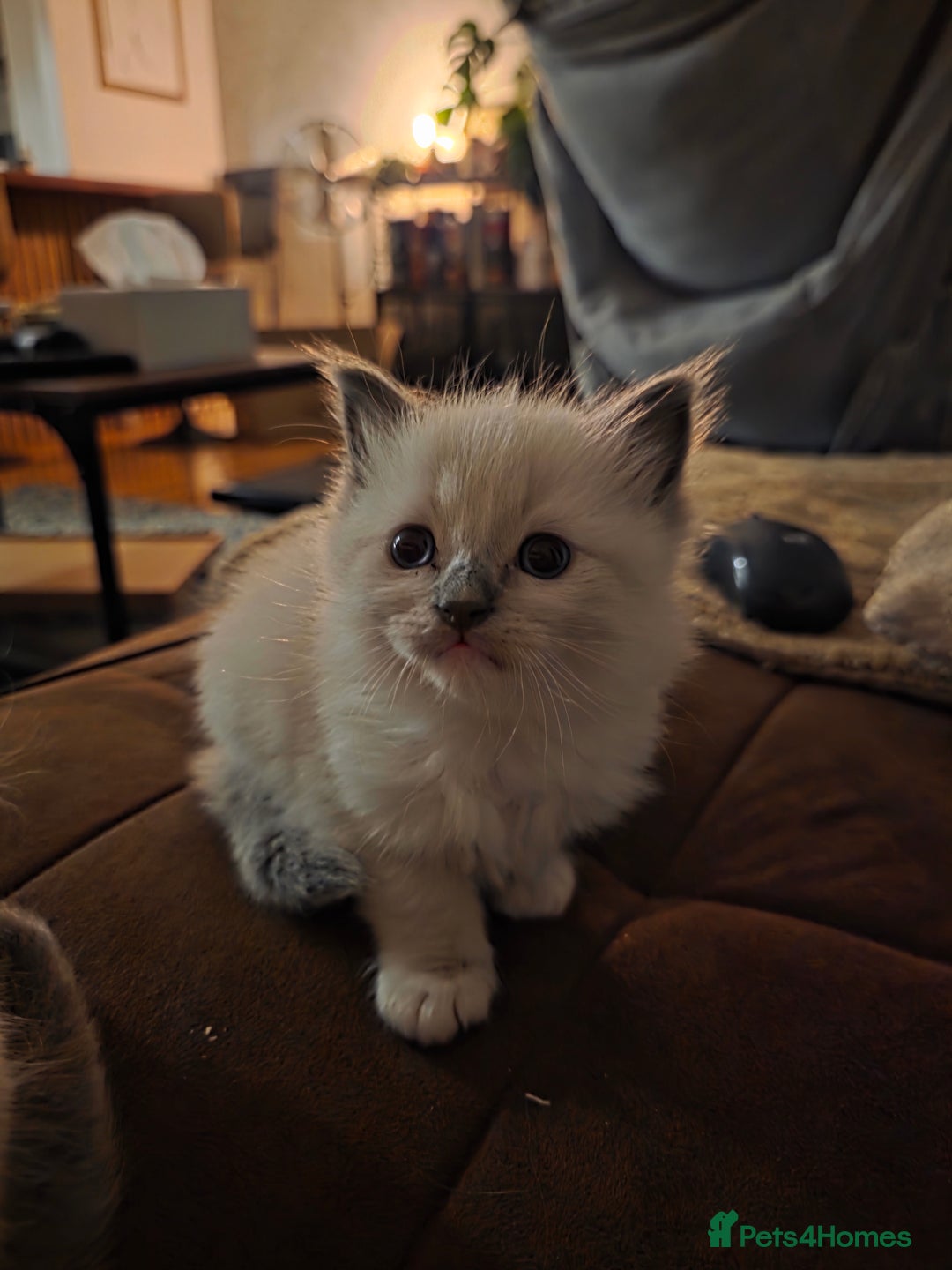 Ragdoll cats for sale: Pure Ragdoll Kittens  - Image 10
