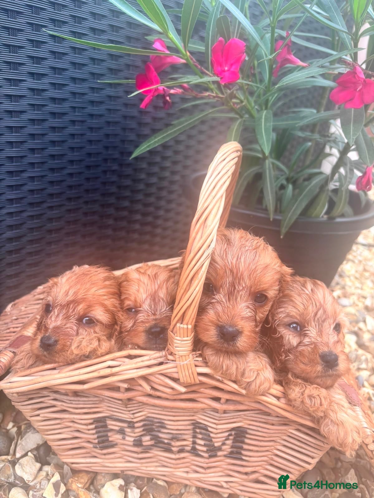 Cavapoo dogs Red Cavapoo puppies - Advert 1