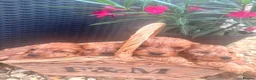 Cavapoo dogs for sale: Red Cavapoo puppies - Advert 1