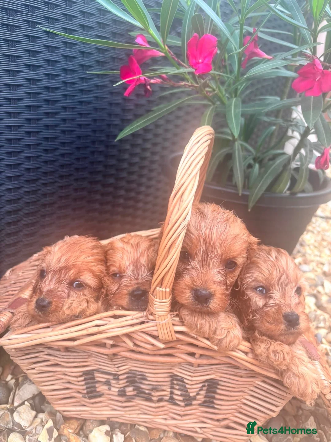 Cavapoo dogs for sale: Red Cavapoo puppies - Advert 1