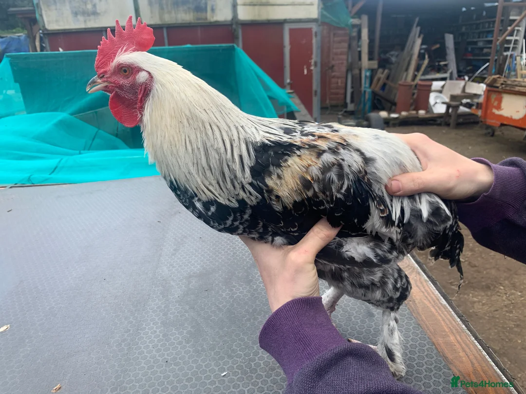 Chickens poultry for sale: Salmon Faverolle Mix Chickens, 3 Hens, 1 Rooster - Advert 7