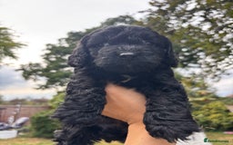 Cockapoo dogs for sale: Cockapoo puppies F1B - Image 5