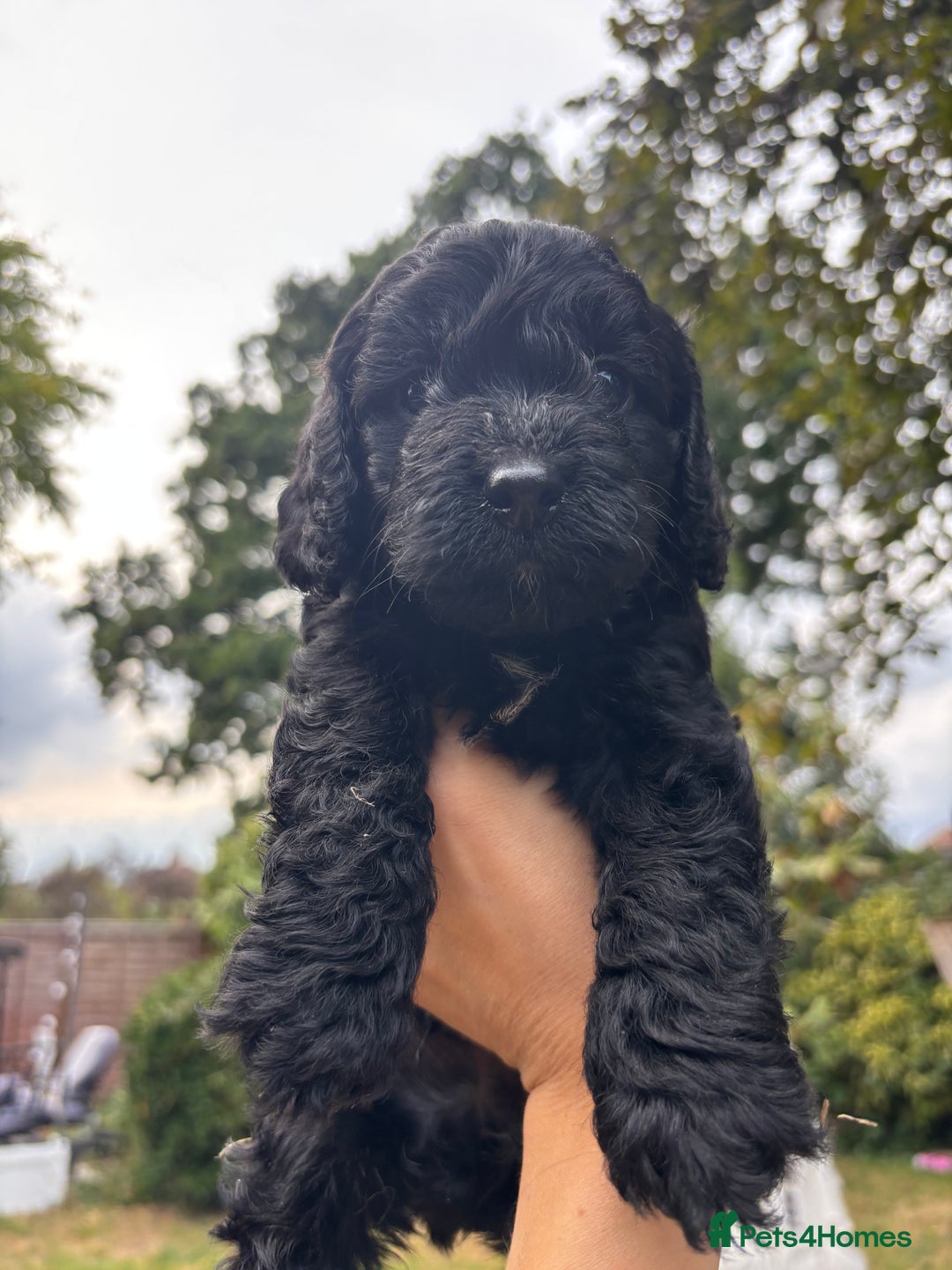 Cockapoo dogs for sale: Cockapoo puppies F1B - Image 5