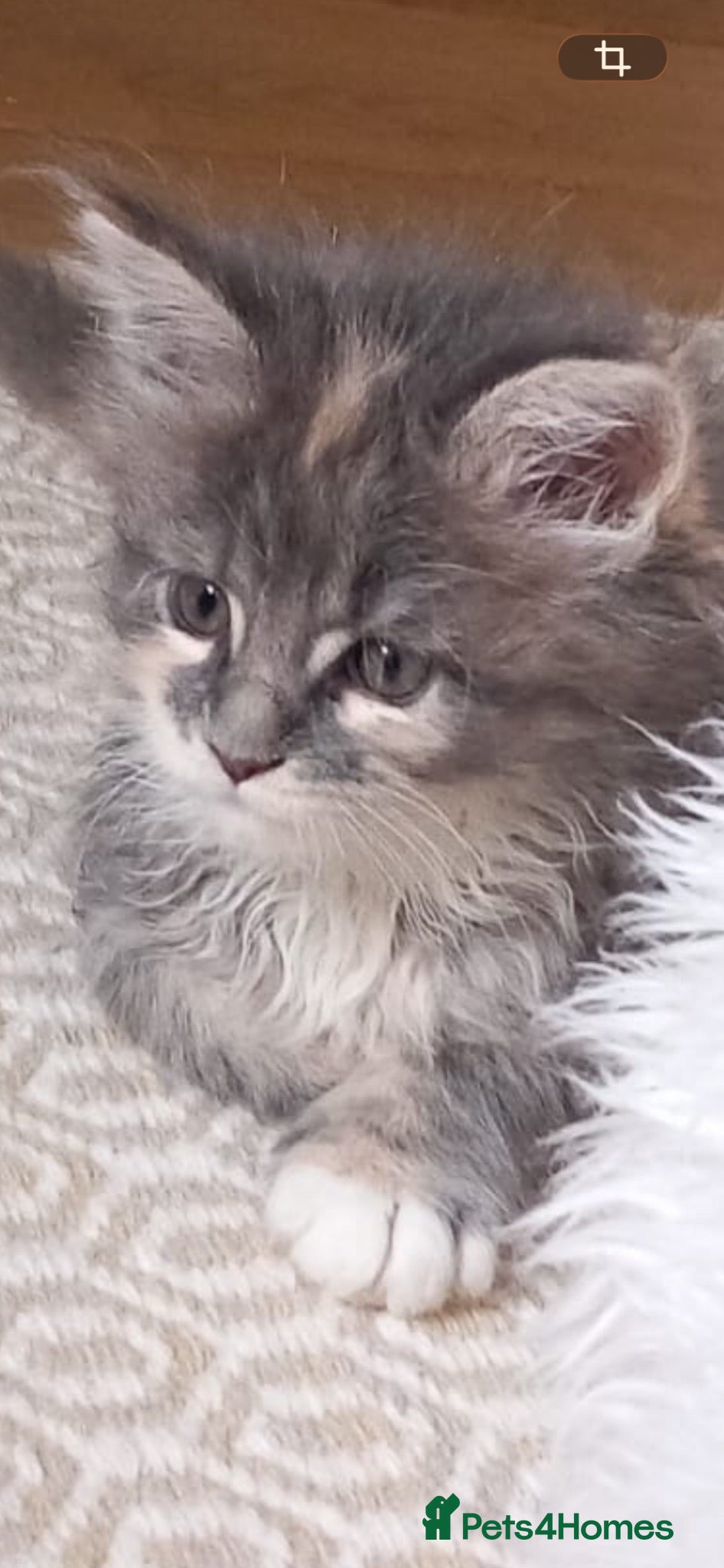 Maine Coon cats Pure breed Maine coon kitten  - Advert 7