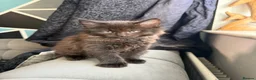 Maine Coon cats for sale: Maine Coon x British shorthair - Advert 13