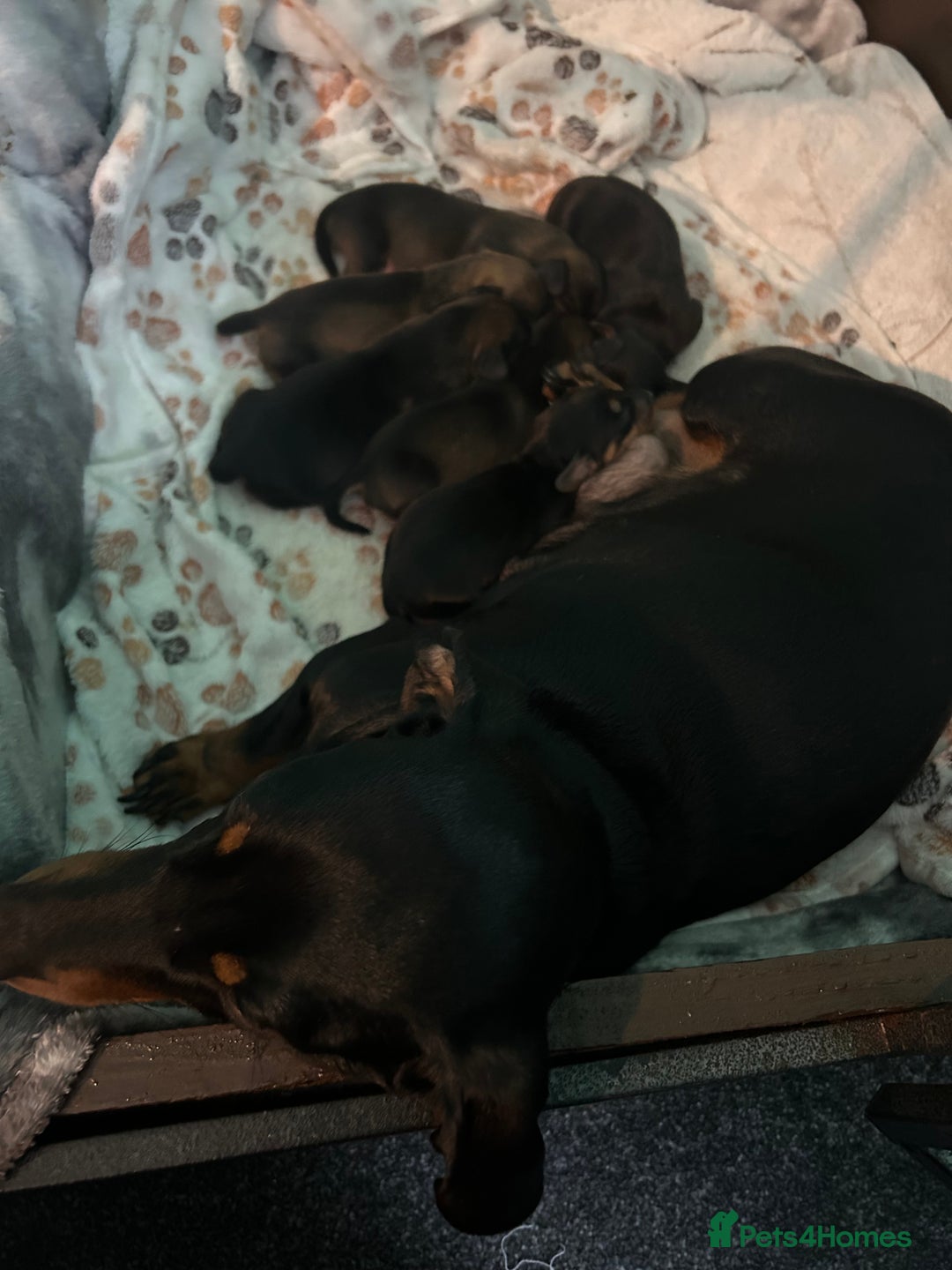 Miniature Dachshund dogs for sale: Miniature daschund puppy’s  - Image 7