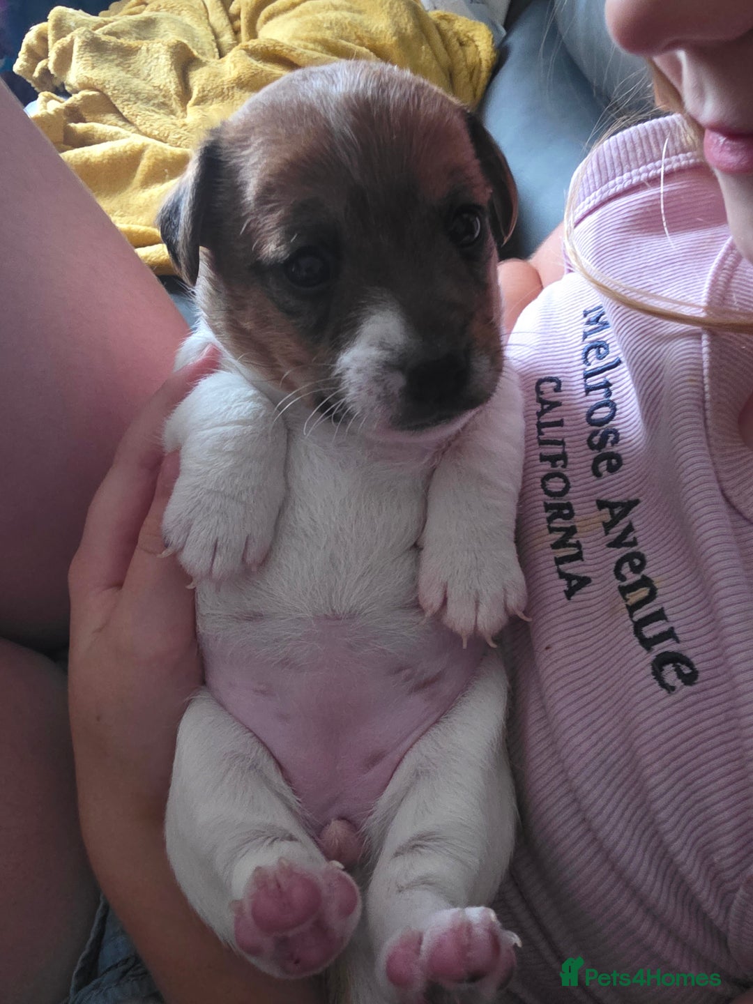 Jack Russell dogs for sale: Jack Russel puppies - Image 13