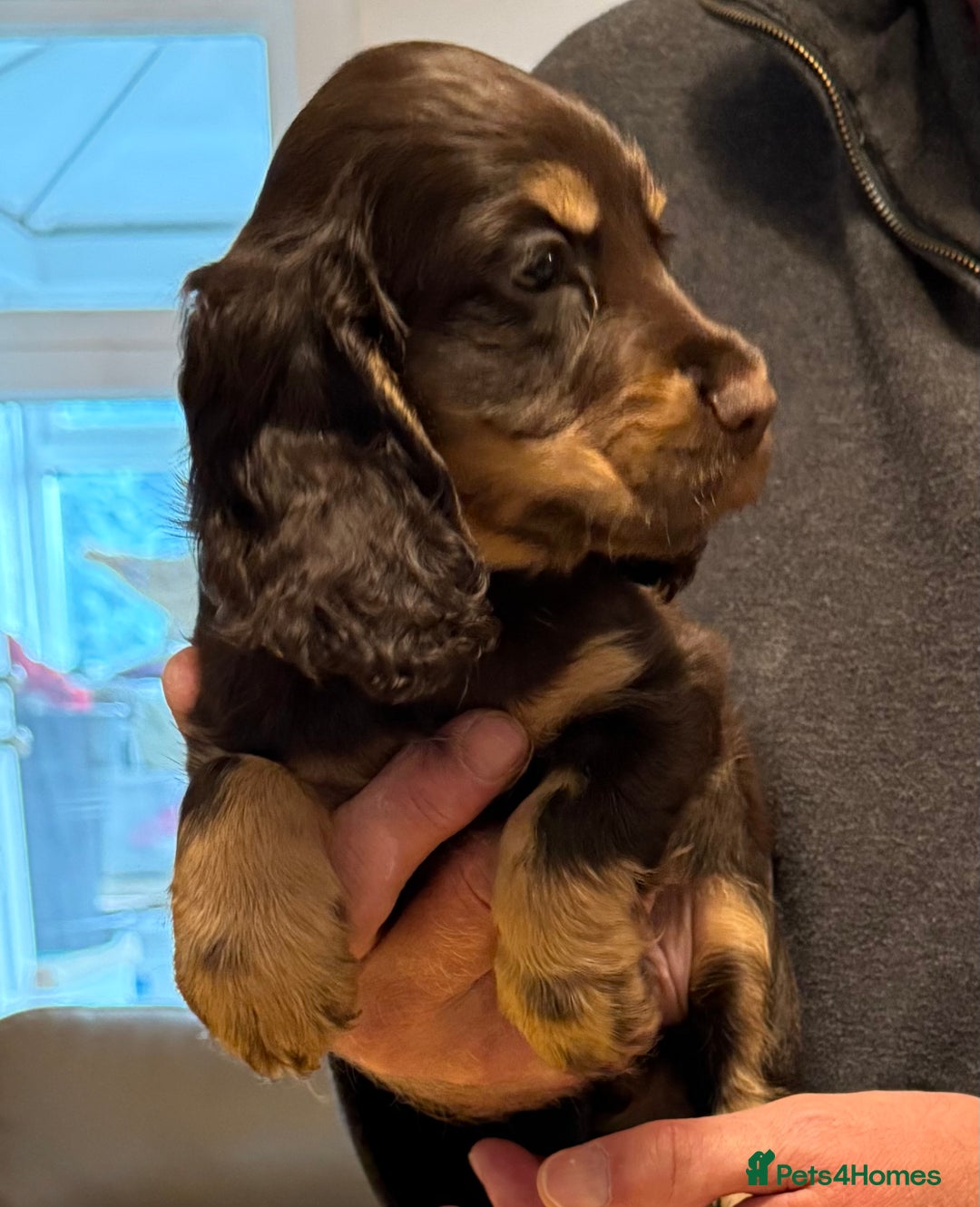Cocker Spaniel dogs for sale: Cocker spaniel puppies-show type - Image 5