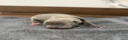 Staffordshire Bull Terrier dogs for sale: Stunning Kc staffie pups for sale in Gateshead - Advert 9