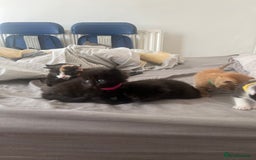 Mixed Breed cats for sale: Adorable 5-Week-Old Kittens Ready for Loving Home  - Image 8