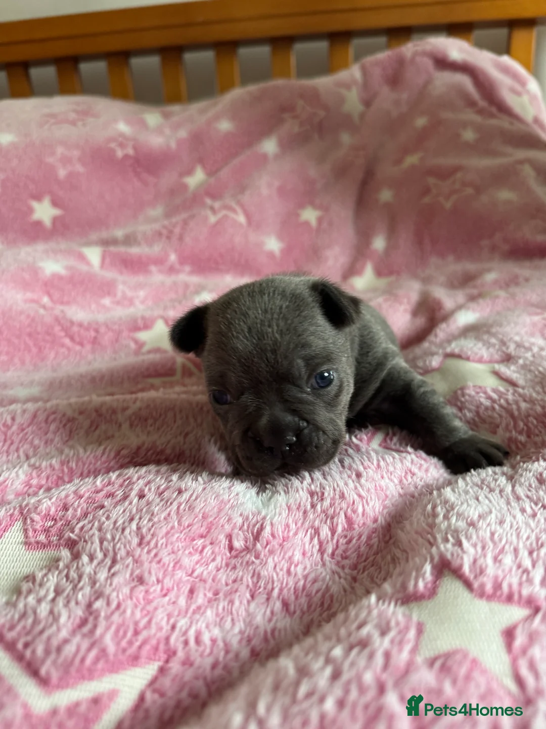 French Bulldog dogs for sale: French Bulldog Puppies – Loving Family Homes Only - Advert 5