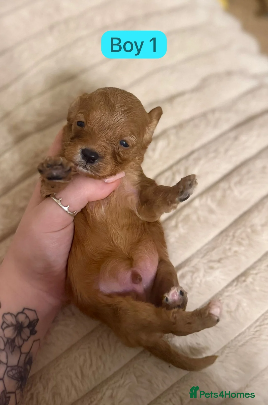 Cavapoo dogs for sale: Cavapoo Puppies - Advert 19