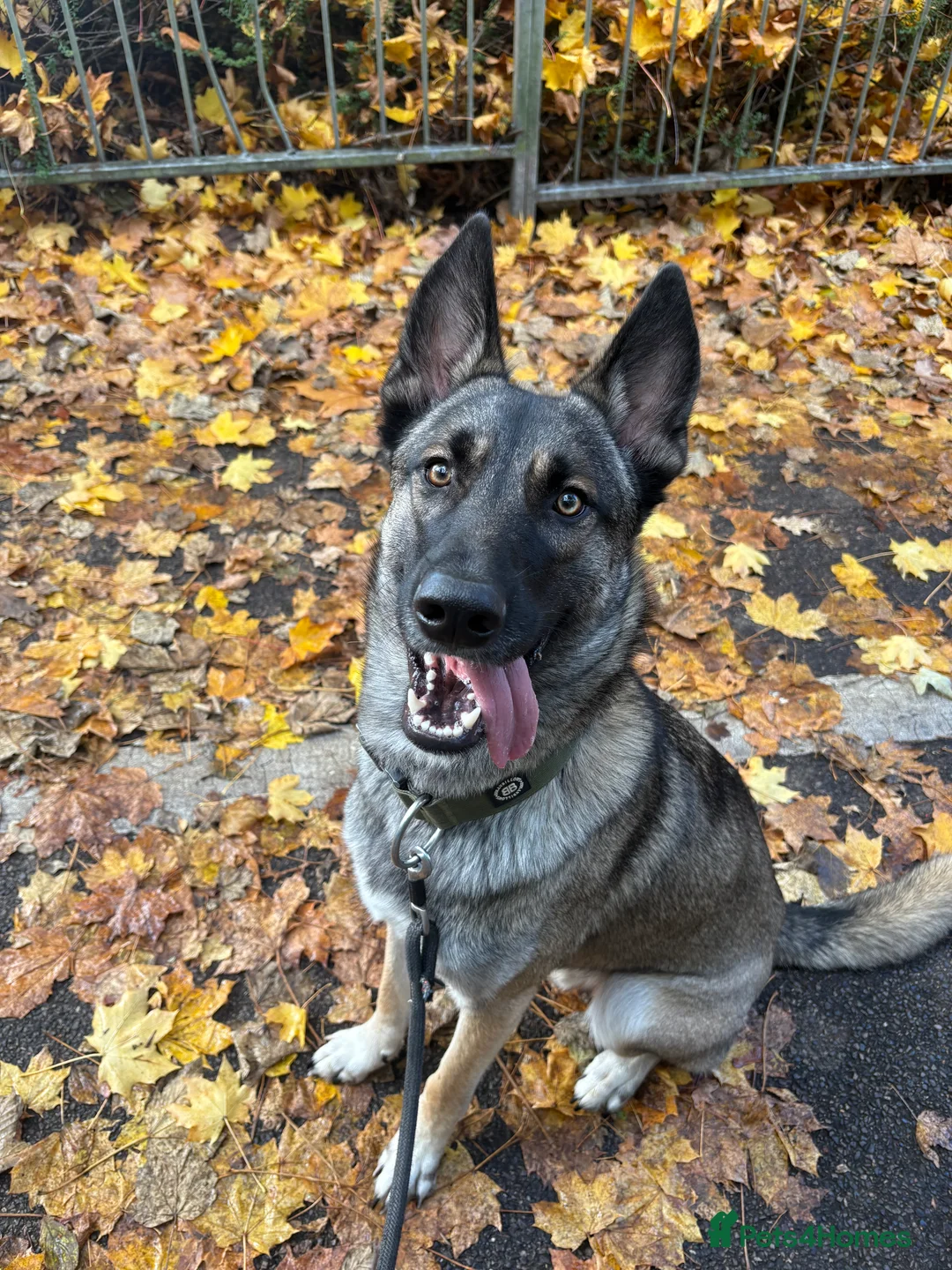 Mixed Breed dogs for sale: Lovely Mali x husky in need to active loving home  in Haywards Heath - Advert 6