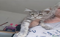 Maine Coon cats for sale: Full pedigree maine coon kittens for sale - Image 7