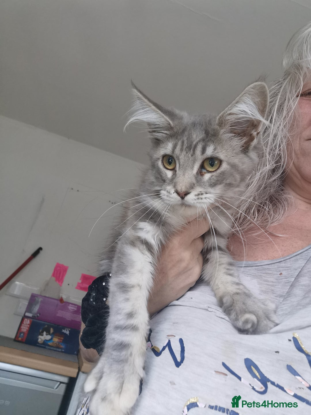 Maine Coon cats for sale: Full pedigree maine coon kittens for sale - Image 7