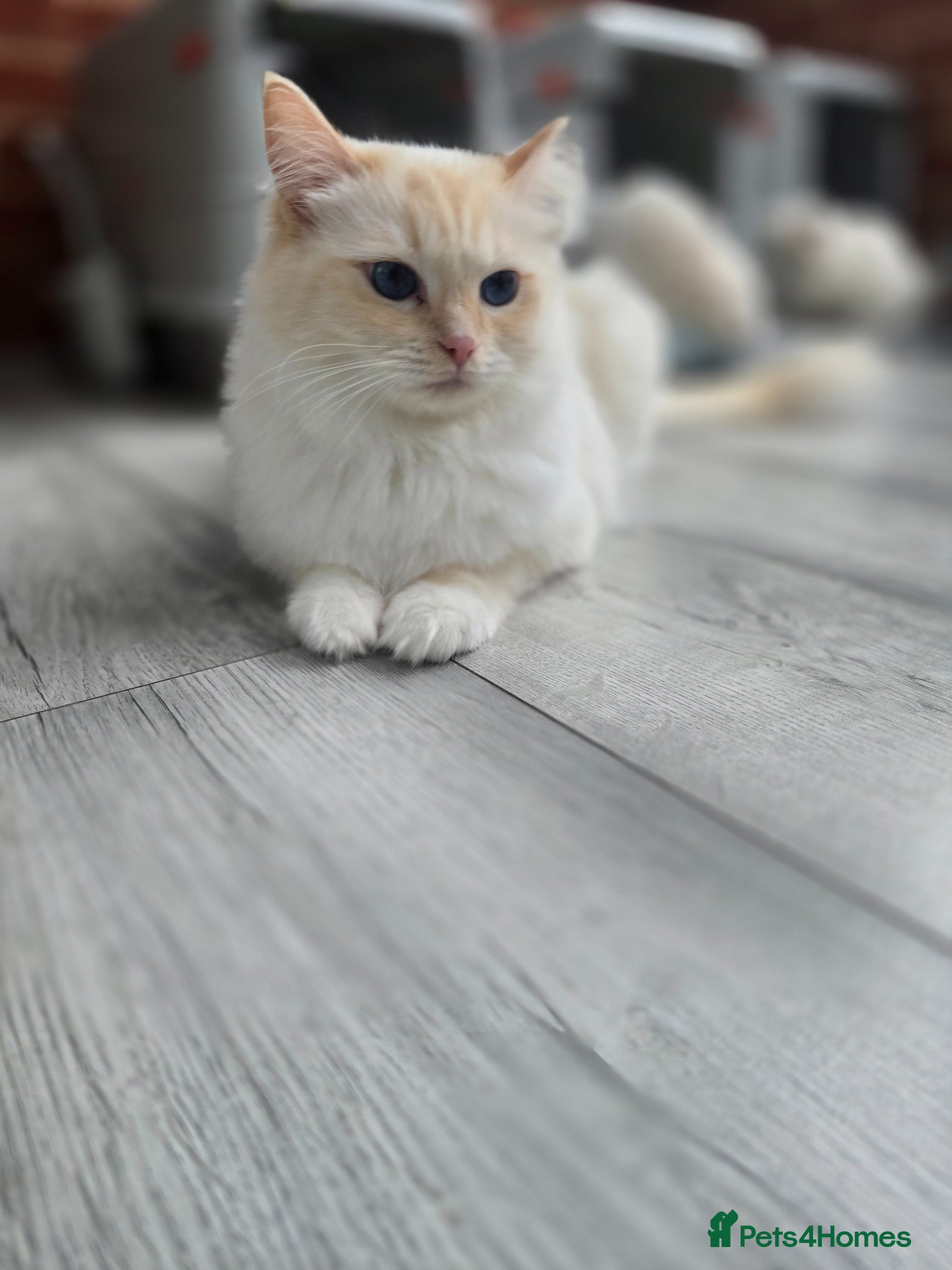 Ragdoll cats Rare Cream Female Flame Point - Advert 1
