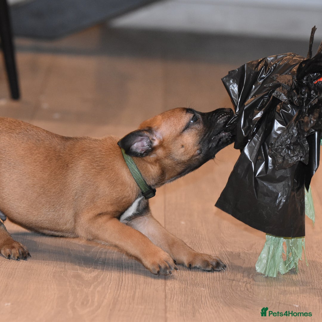 Belgian Shepherd Dog dogs for sale: Bullherders top working lines  - Advert 11